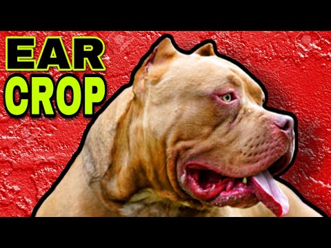 YouTube video about: Where can I get my dog's ears cropped?