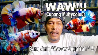 Download lagu WAW !!!!! AWESOME!!! MULTICOLOUR HIPPA FISH BANG AMEN ...TALK ALSO YAH mp3