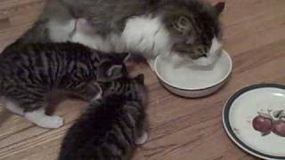 Cats at the watering hole