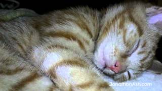 Kitten Likes To Sleep #2