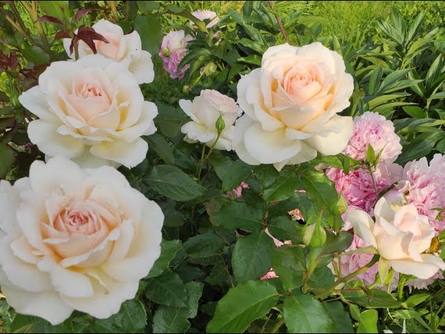 Роза Чандос бьюти