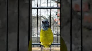 Download lagu suara burung kutilang sutra | cucak kuricang | Black-headed Bulbul birdsong mp3