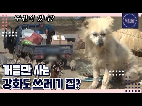 [FULL영상] ＂얘들이 날 살린거예요.＂ 개들만 사는 강화도 쓰레기 집?  MBN 170421 방송