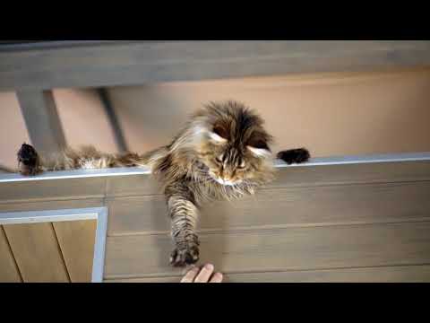 Миниатюра изображения товара Сухой корм для кошек Alleva Эквилибриум Сенситив с уткой для взрослых кошек / P61024 (1.5кг)