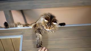 Alleva Equilibrium Sensitive Adult Cat с уткой для взрослых кошек