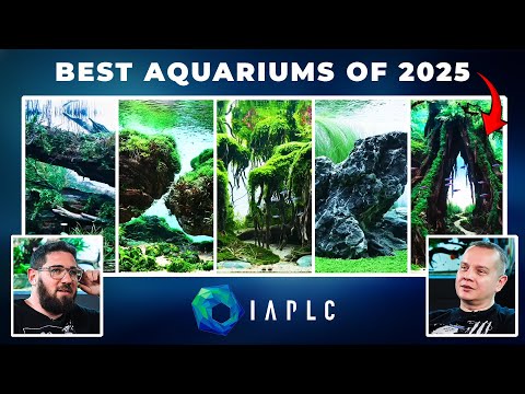 World's BEST Aquariums of 2025 | IAPLC 2025 Live Reaction