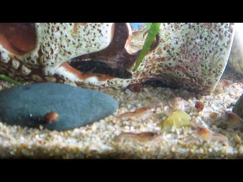 Раки-попрыгунчики и сом анциструс. Ракам 3 месяца. 05.03.2018г.