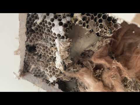 Yellow Jackets Nesting in the Ceiling in Hopewell, NJ