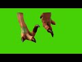 Dino Dan Dromaeosaurus Tapping His Claw Toe On The Ground Green Screen