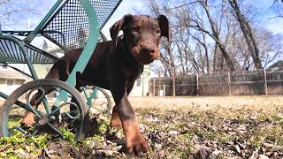 Maybe the Cutest Doberman Pinscher You've Ever Seen