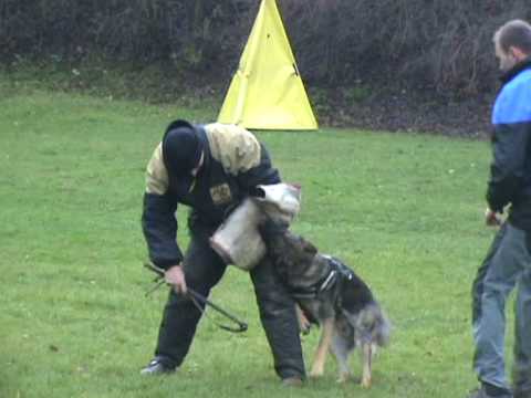 Jabina Guss (Ali) - statyka