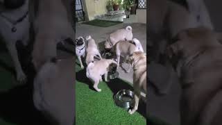 Chug Puppies Videos