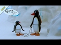 Pingu The Mountaineer Pingu Official Channel