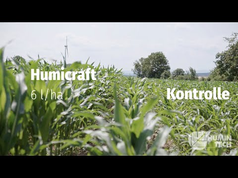 Humicraft im Silomais – Bonitur