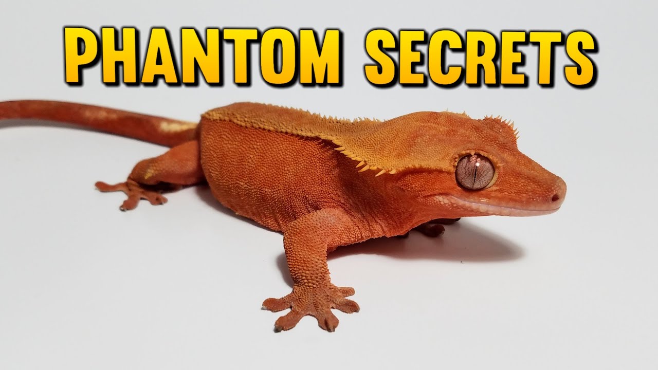 The Secret To Breeding The Nicest Phantom Crested Geckos!