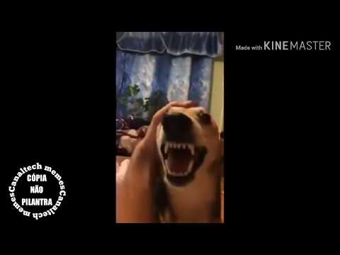 Cachorrinho Fdp (Meme Remix)