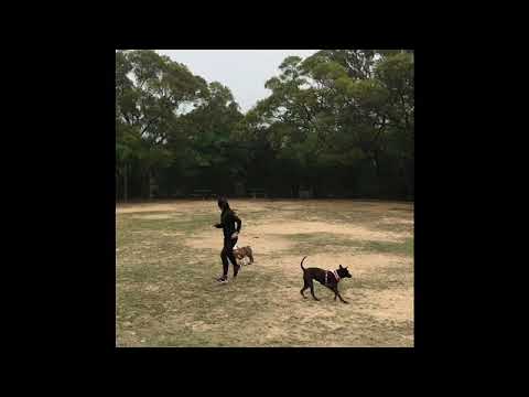 Fur Babies Morning Play Time