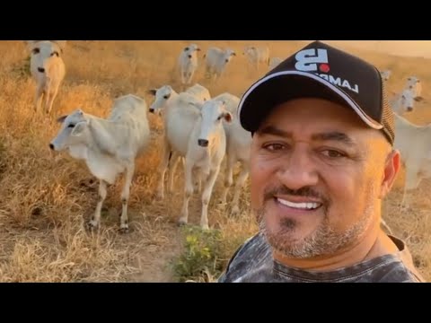 ANDRÉ MOSTRA A BOIADA DA NOVA FAZENDA DE CHARLLES EM GOIÁS 🏜
