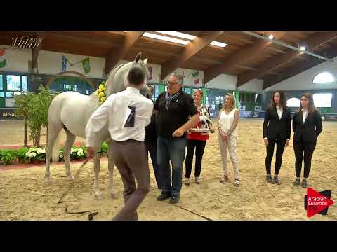 N.57 STYX KALLISTE - Milan 2018 - Junior Colts Championship (Class 18)  3rd place