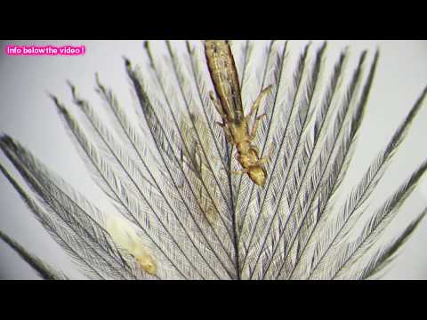 Federlinge (Mallophagen) - Teil 2: Mikroskop