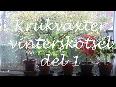 , title : 'Krukväxter vinterskötsel del 1'