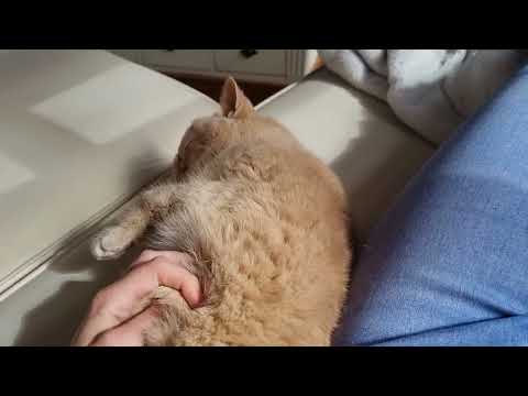 Ich will dich nie verlieren  meine Wunderschöne Tigerin (katze🐱) Ninette!🥰