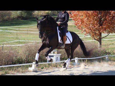 Oriundo VG -Purbred Andalusian Stallion (For Sale)