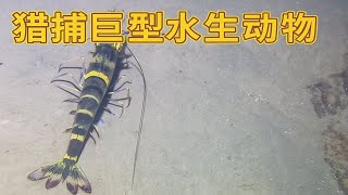 猎捕巨型水生动物