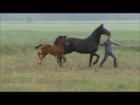 Stutfohlen *2016 von Fahrenheit - San Amour