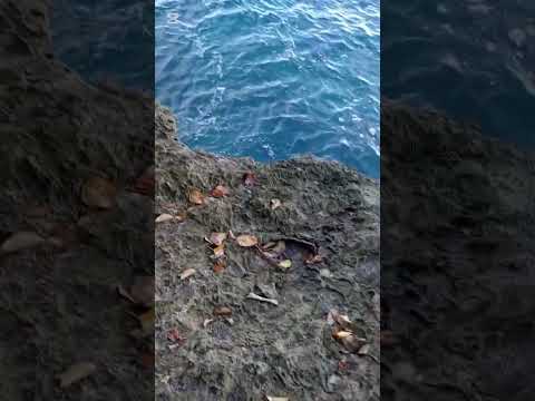 Fish on the rocks#livingparadise #beachmusic #beautifulbarbados #beach #beats