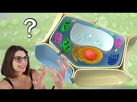 Che cosa ha di WOW la cellula vegetale? - come è fatta la cellula vegetale