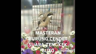 Download lagu #burungkicau SUARA TENGKEK BUTO UNTUK MASTERAN ANAKAN BURUNG CENDET TROTOL mp3