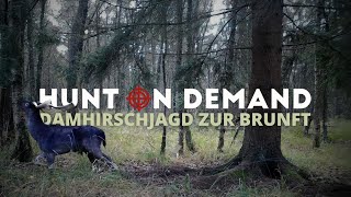 Damhirschjagd zur Brunft 🦌 Der erste mehrjährige Hirsch von @jagdkrone