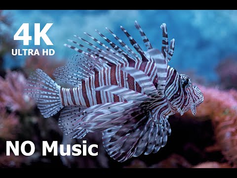 4K Fish tank / Aquarium 4K VIDEO! NO SOUND! Coral Reef Fish turtle - Relaxing, help sleep. NO SOUND