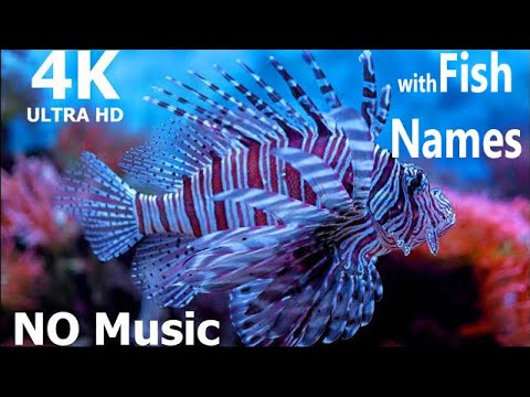 🔥 NO SOUND AQUARIUM | Fish With NAMES 🐠 | Aquarium 4K | NO SOUND VIDEO | RELAXING SCREENSAVER