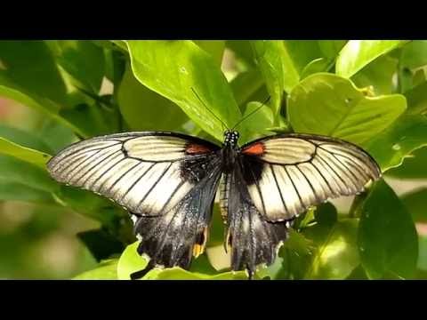 download lagu mp3 mp4 Ferme Aux Papillons, download lagu Ferme Aux Papillons gratis, unduh video klip Ferme Aux Papillons