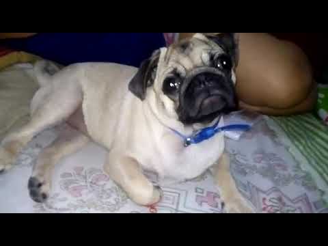 Bachpan se fedal ko ghoomna bahut pasand 😃🤗🥰🤩❤❤❤❤❤❤💕