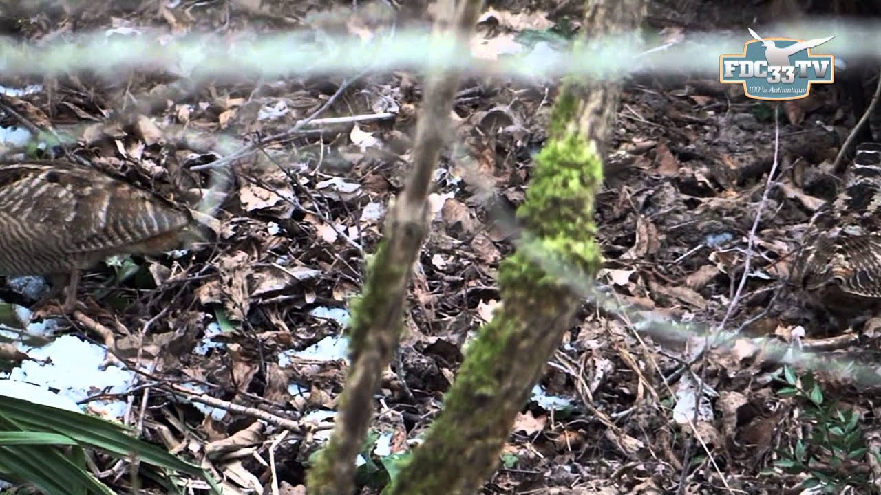 FDC 33 TV - le biotope des bécasses