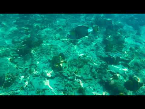 Octopus vs Triggerfish vs Shark