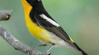 Download lagu suara burung sikatan emas durasi panjang mantap👍 mp3 Download lagu suara burung sikatan emas durasi panjang mantap👍 mp3