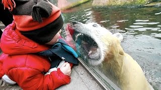 Funny Zoo Animal Surprise Attacks - Funny Animals Compilation