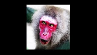 モノノケノノモ 1stフルアルバム『獣』トレーラー？