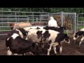 10 holstein steers