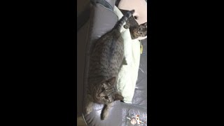 子猫をあやす母猫 #shorts