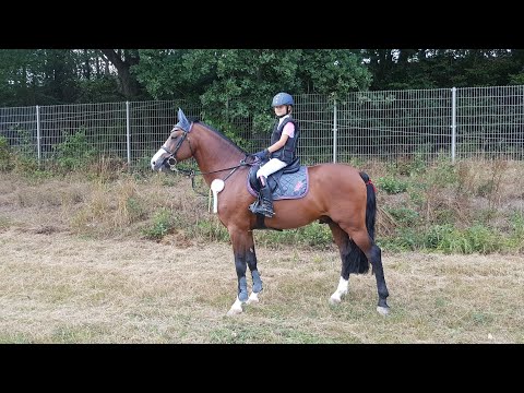 Malu (9) und Monte - A* in Hachenburg am 17.08.2018