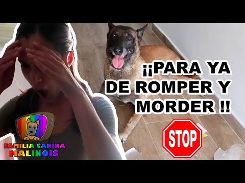 CÓMO ENSEÑAR a mi perro a NO MORDER, DEJAR DE ROMPER y NO tener ANSIEDAD | Adiestramiento de Perros