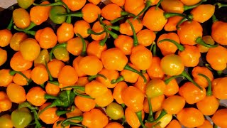 Guess That Pepper  ? What Kind of Pepper is this?