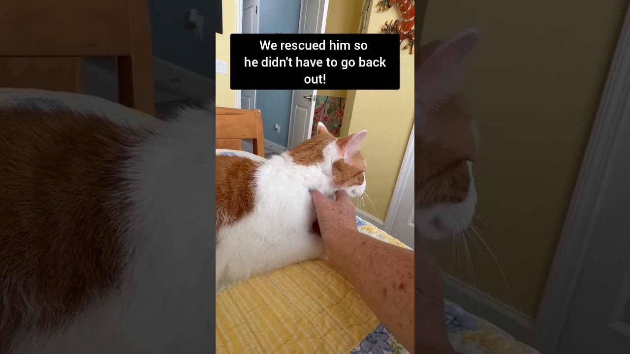 Enlarge Jayco (Daytona Beach) Very Sweet and Loving Cat Loves to Cuddle & Snuggle Handsome Tabby w/VIdeo, a Adoptable Domestic Short Hair in Daytona Beach, FL video 6/6