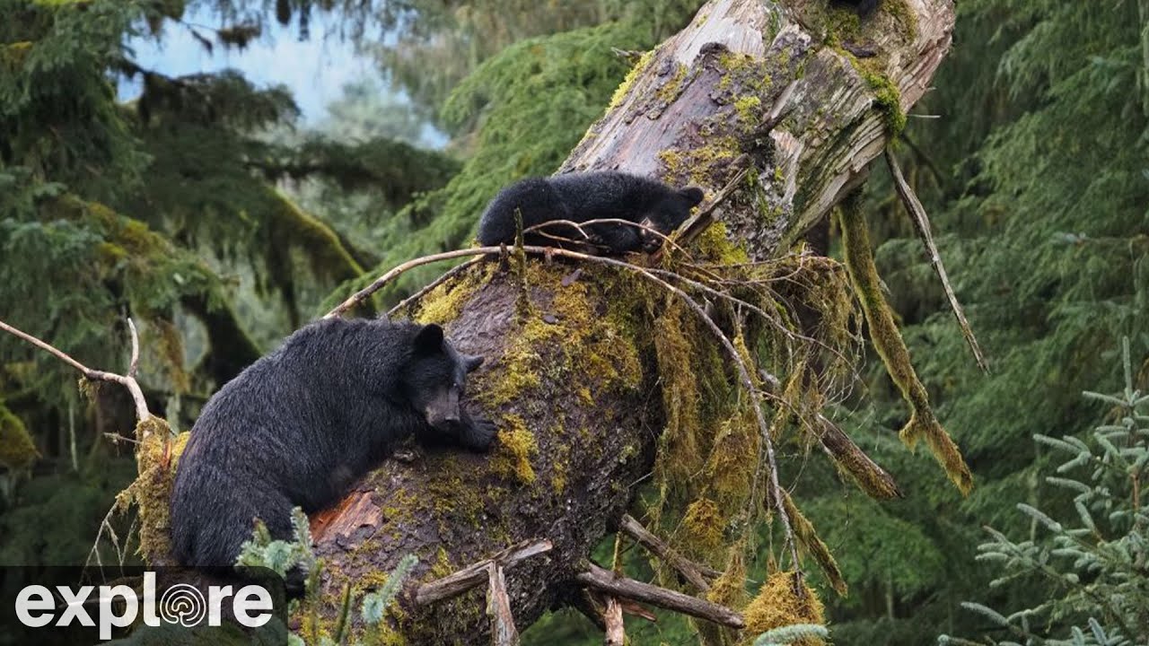 Live webcam view of Anan Bear Cam: Fishing Hole