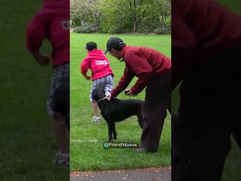 Dog Vs Usain Bolt (100 Meter)